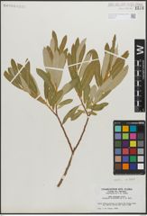 Foto von Salix lasiolepis Benth.